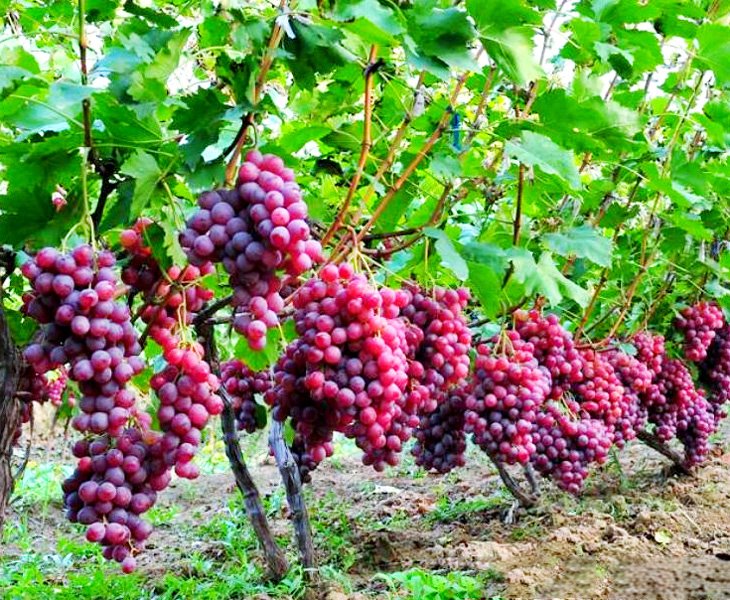 Rigorous Selection of Growing Regions