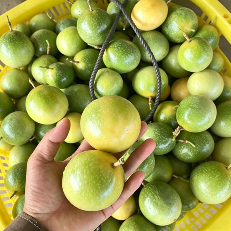 Strict selection of fruits based on their quality, color and taste